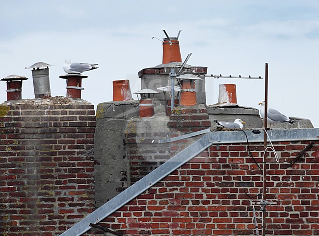 Zilvermeeuw broedend op dak, Herring Gull breeding on roof stock-image by Agami/Jacques van der Neut,