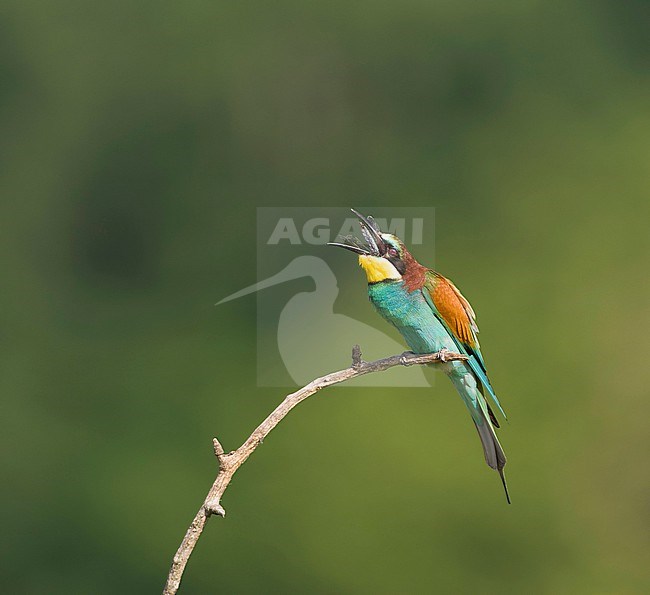 European Bee-eater, Merops apiaster, in Hungary during spring. Swallowing a dragonfly. stock-image by Agami/Marc Guyt,