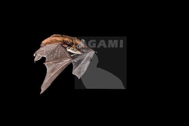 Savi's pipistrelle flying stock-image by Agami/Theo Douma,