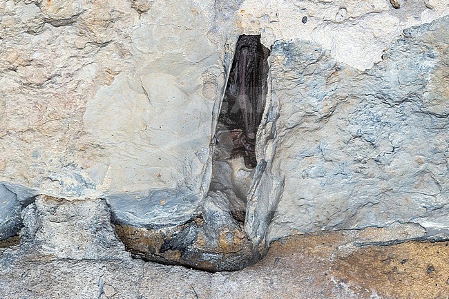 Western Barbastelle (Barbastella barbastellus) hibernated in tunnel in Herbeumont, Luxembourg, Belgium. stock-image by Agami/Vincent Legrand,