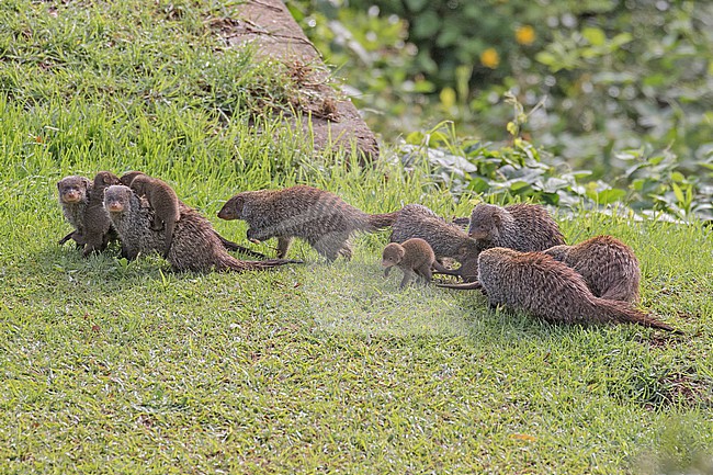 Banded mongoose (Mungos mungo) in South Africa. Cute family of Mongoose together. stock-image by Agami/Pete Morris,