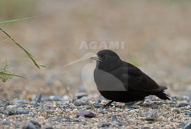 Black Lark - Mohrenlerche - Melanocorypha yeltoniensis, Kazakhstan, male stock-image by Agami/Ralph Martin,