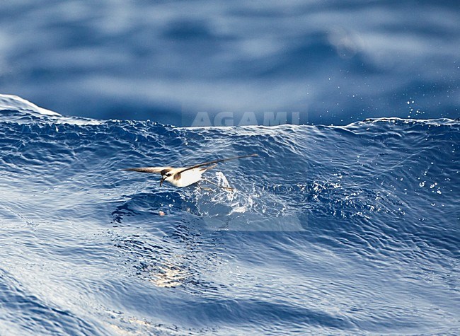 Bont Stormvogeltje, White-faced Storm Petrel, Pelagodroma marina stock-image by Agami/Marc Guyt,