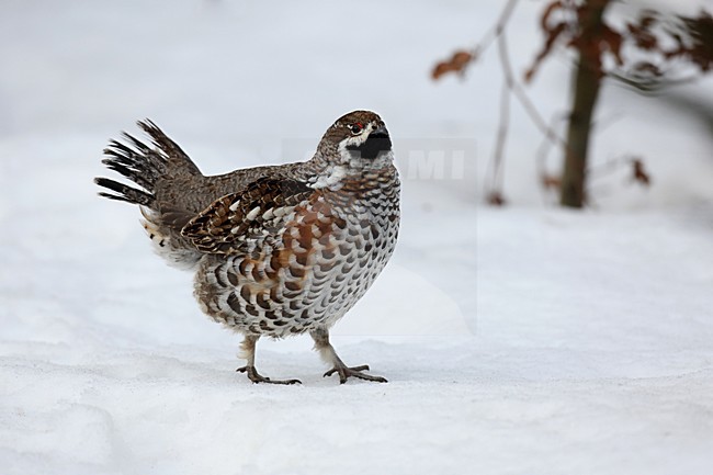 Mannetje Hazelhoen in de sneeuw, Male Hazel Grouse in the snow stock-image by Agami/Chris van Rijswijk,