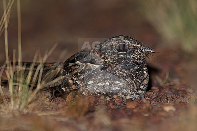 White-tailed Nightjar (Hydropsalis cayennensis) resting on a ground in Guyana. Most probably this species. stock-image by Agami/Dubi Shapiro,
