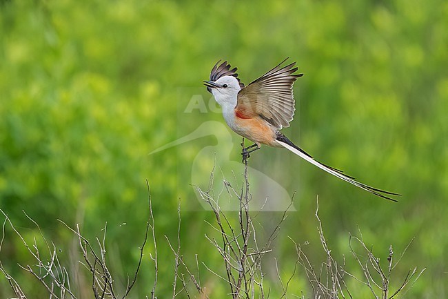 Adult
Galveston Co., TX
April 2022 stock-image by Agami/Brian E Small,