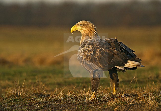 White-tailed Eagle, Haliaeetus albicilla stock-image by Agami/Alain Ghignone,