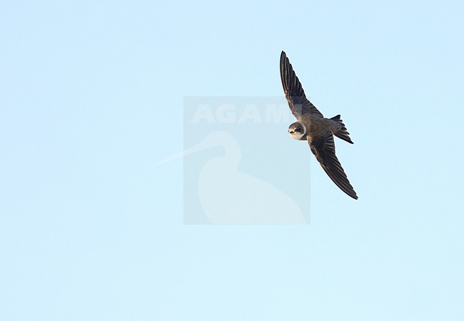 Sand Martin (Riparia riparia) in dunes of Texel, Netherlands. stock-image by Agami/Marc Guyt,