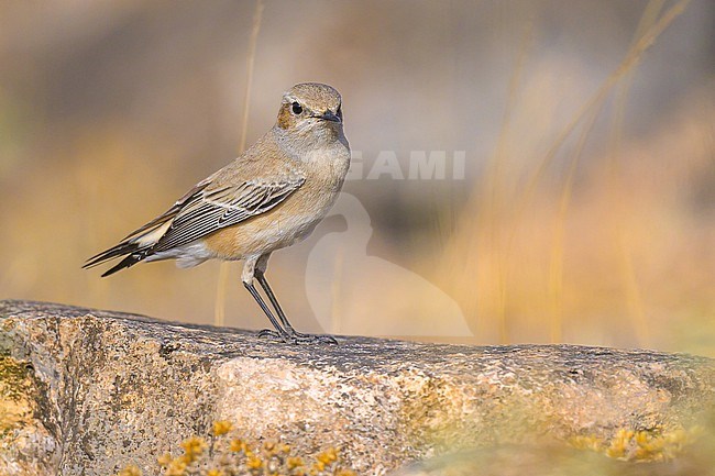 Desert wheatear, Oenanthe deserti, perched on rock. stock-image by Agami/Sylvain Reyt,