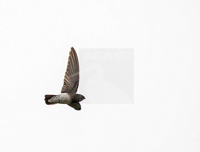 Flying Sao Tome Spinetail, Zoonavena thomensis. An endemic to São Tomé and Príncipe islands. stock-image by Agami/Pete Morris,