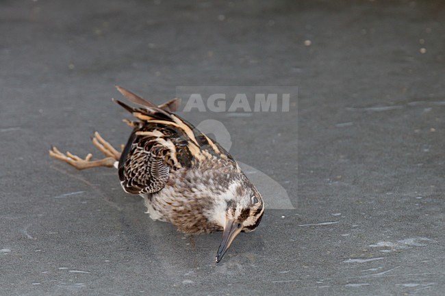 Bokje dood op het ijs; Jack Snipe lying dead on the ice stock-image by Agami/Arnold Meijer,
