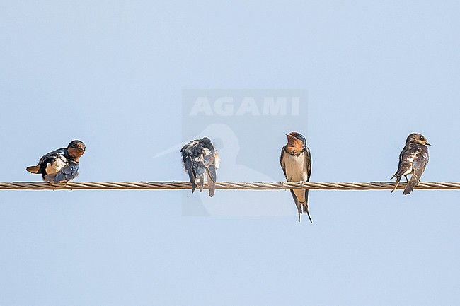 Red-chested swallow (Hirundo lucida) in Ghana. Four swallows perched on overhead electrical wire. stock-image by Agami/Pete Morris,