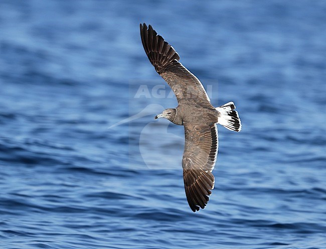 Second calendar year Sooty Gull (Ichthyaetus hemprichii) off the coast Mirbat in Oman. stock-image by Agami/Aurélien Audevard,