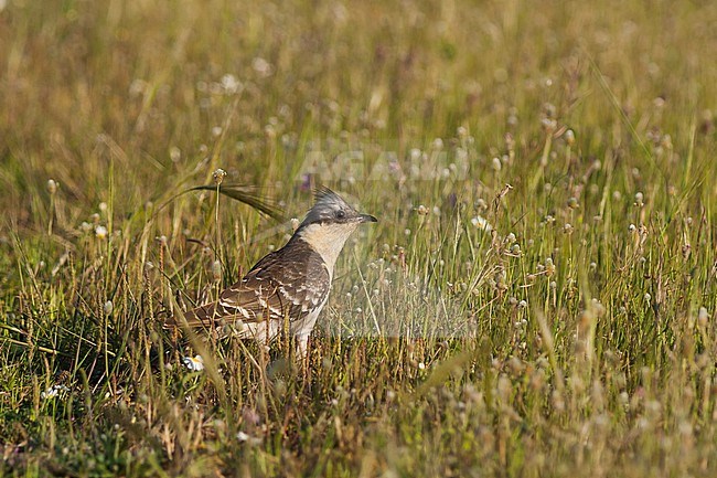 Great Spotted Cuckoo - Häherkuckuck - Clamator glandarius, Portugal, adult stock-image by Agami/Ralph Martin,