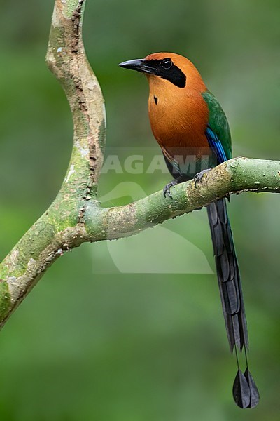 Rufous Motmot (Baryphthengus martii) perched on a branch in a rainforest in Panama. stock-image by Agami/Dubi Shapiro,