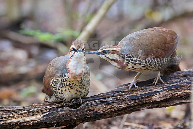 The white-breasted mesite (Mesitornis variegatus) is a ground-dwelling bird endemic to Madagascar. One of three species in the mesite family. It has a small population and is restricted to five sites in the north and west of the island, and one in the east. Here we see a unique moment of a pair of mesites preening. stock-image by Agami/Jacob Garvelink,