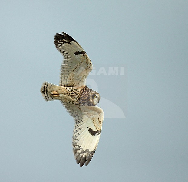Short-eared Owl (Asio flammeus) adult in flight, seen from the side showing under wings. stock-image by Agami/Fred Visscher,