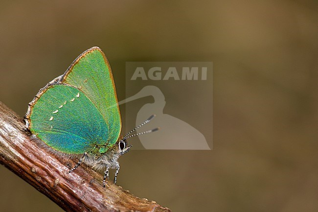 Groentje, Green Hairstreak, Callophrys rubi stock-image by Agami/Iolente Navarro,