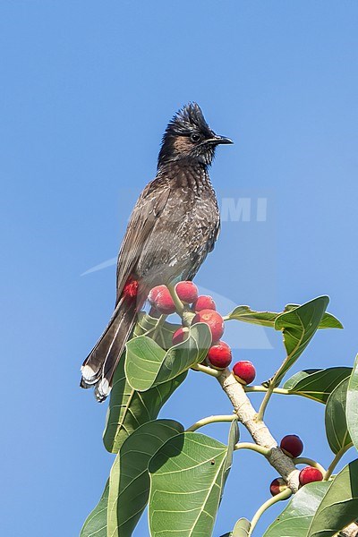 Adult
Honolulu, HI
March 2022 stock-image by Agami/Brian E Small,