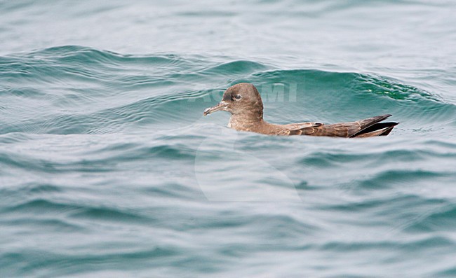 Grauwe Pijlstormvogel; Sooty Shearwater stock-image by Agami/Marc Guyt,