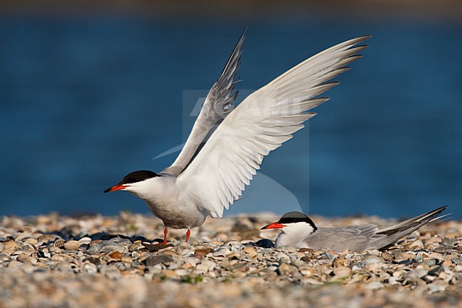Visdief, Common Tern, Sterna hirundo stock-image by Agami/Menno van Duijn,
