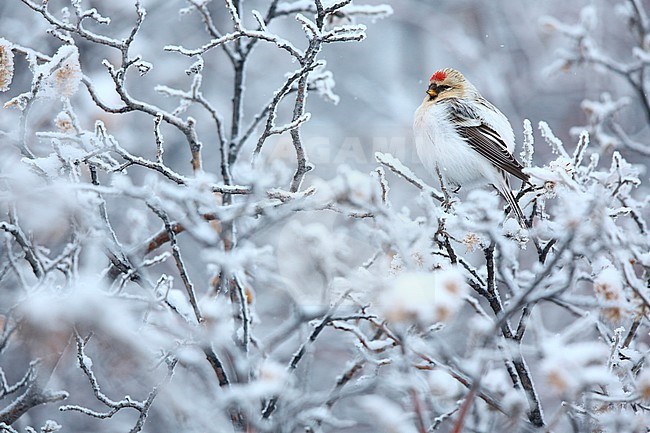 Groenlandse witstuitbarmsijs; Hornemann’s Arctic Redpol stock-image by Agami/Chris van Rijswijk,