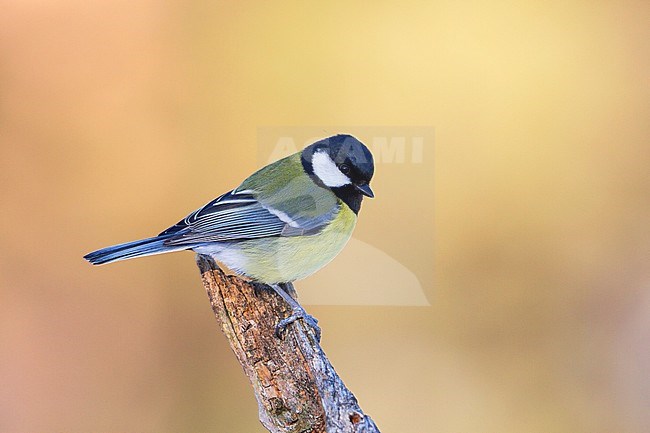 Great Tit - Kohlmeise - Parus major ssp. major, Finland, adult male stock-image by Agami/Ralph Martin,