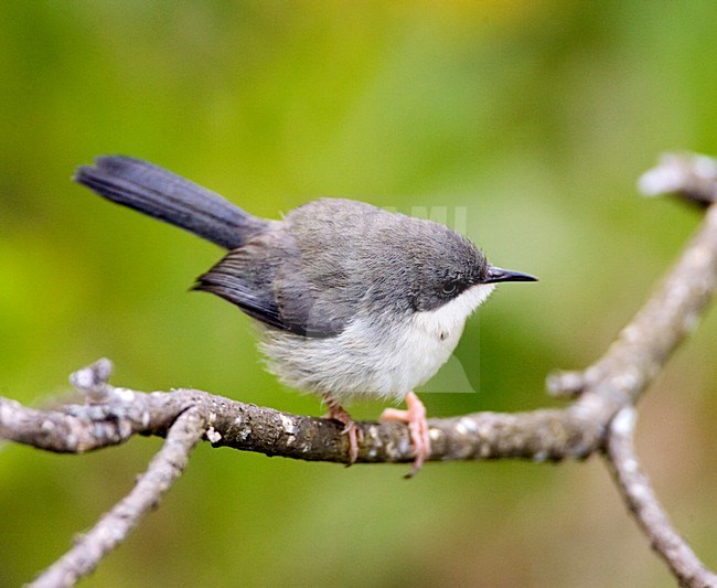 Halsbandapalis op takje; Bar-throated Apalis on twig stock-image by Agami/Marc Guyt,
