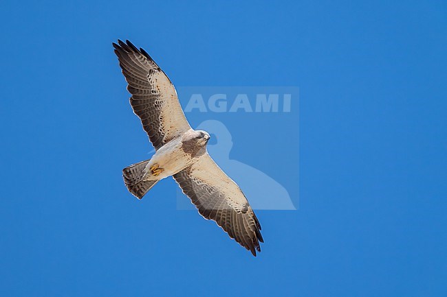 Adult light morph
San Diego Co., CA
April 2023 stock-image by Agami/Brian E Small,