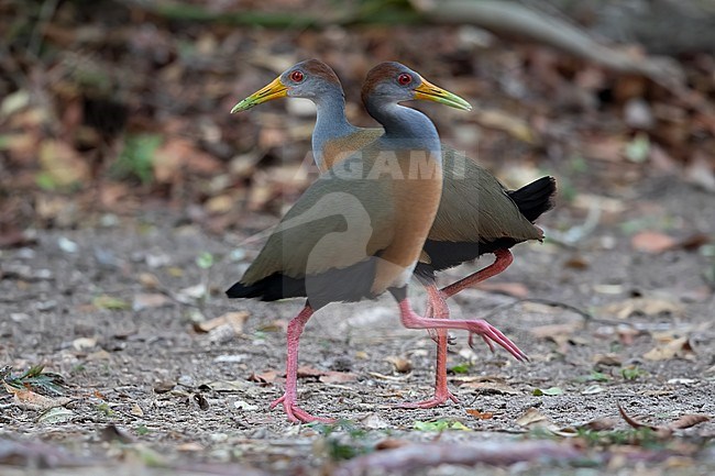 Grey-necked Wood Rail (Aramides cajaneus) walking on the ground in a lowland rainforest near Tikal in Guatemala. Also known as Grey-cowled wood rail. stock-image by Agami/Dubi Shapiro,