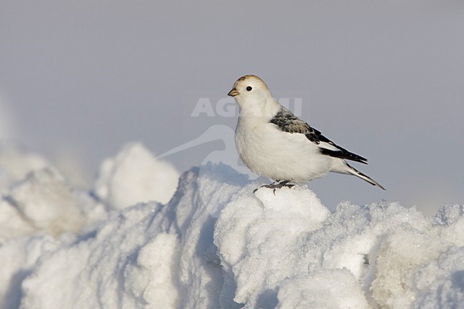 Sneeuwgors zittend in de sneeuw; Snow Bunting perched in snow stock-image by Agami/Arie Ouwerkerk,