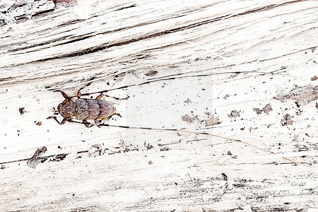 Timberman beetle, Timmerboktor, Acanthocinus aedilis stock-image by Agami/Wil Leurs,