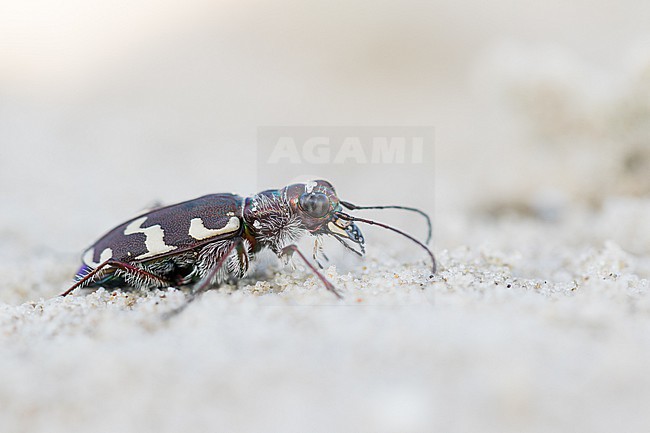 Cicindela maritima - Küsten-Sandlaufkäfer, Germany (Hamburg), imago stock-image by Agami/Ralph Martin,