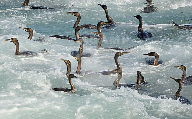 Socotra Cormorant (Phalacrocorax nigrogularis) are known to operate in groups to catch the fish. stock-image by Agami/Eduard Sangster,