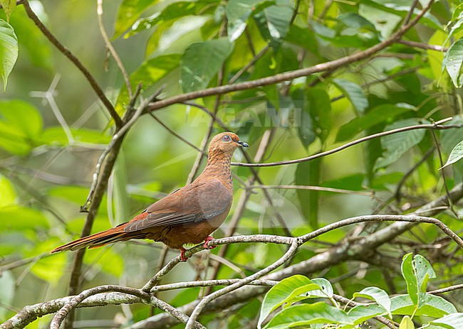 MacKinlay's Cuckoo-Dove (Macropygia mackinlayi) perched in a tree on Kolombangara island, Solomon islands. Also known as spot-breasted cuckoo-dove. stock-image by Agami/Marc Guyt,