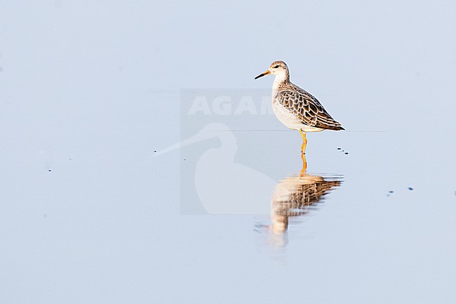  stock-image by Agami/Menno van Duijn,