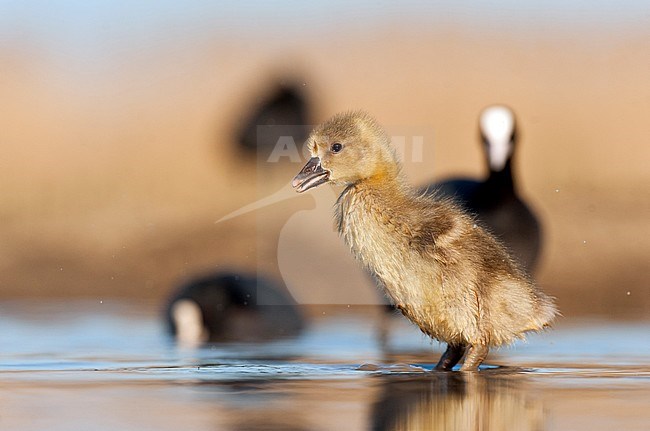 Greylag Goose (Anser anser) stock-image by Agami/Bence Mate,