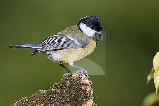 Great Tit (Parus major), adult perched on a stone covered with moss stock-image by Agami/Saverio Gatto,