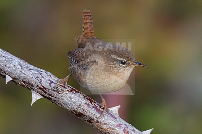 Winterkoning op een doorntak; Winter Wren perched on a branch stock-image by Agami/Daniele Occhiato,