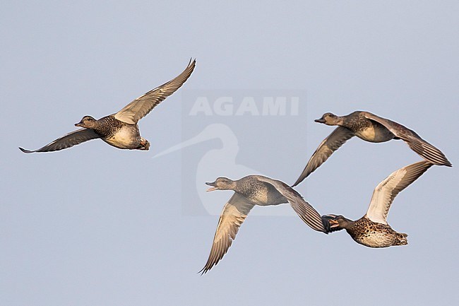 Gadwall - Schnatterente - Anas streperea, Germany, small flock in flight stock-image by Agami/Ralph Martin,