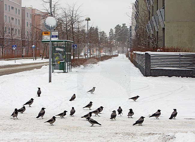 Bonte Kraaien in de stad; Hooded Crows in the city stock-image by Agami/Markus Varesvuo,