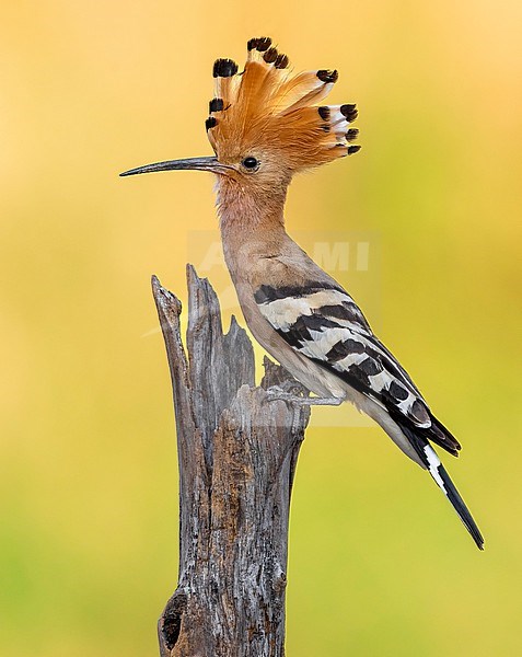 Eurasian Hoopoe (Upupa epops) in Italy. stock-image by Agami/Daniele Occhiato,