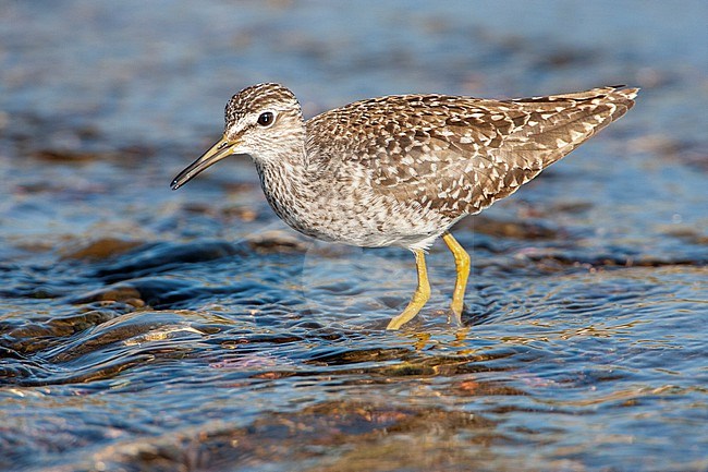Wood Sandpiper, Tringa glareola) during spring migration on the island Lesbos, Greece. Wading in a shallow river near Skala Kalloni. stock-image by Agami/Marc Guyt,