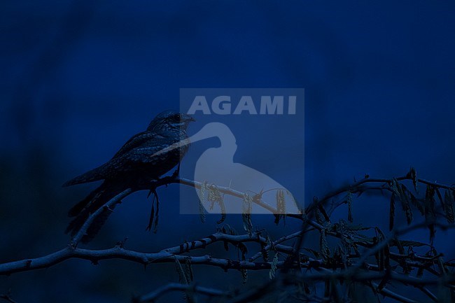 European Nightjar - Ziegenmelker - Caprimulgus europaeus, Oman, adult female stock-image by Agami/Ralph Martin,