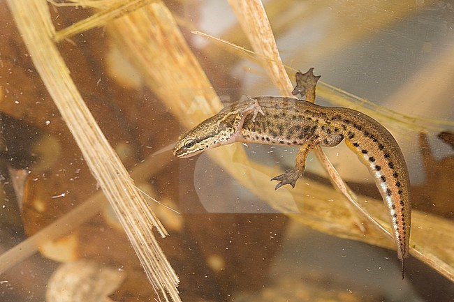 Lissotriton helveticus - Palmate Newt - Fadenmolch, Germany (Baden-Württemberg), imago, male stock-image by Agami/Ralph Martin,