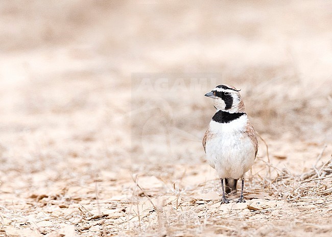 Adult Temminck's Lark (Eremophila bilopha) in the southern negev, Israel, stock-image by Agami/Marc Guyt,