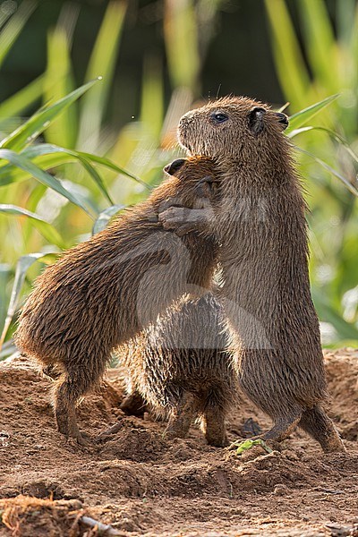 Capybara (Hydrochoerus hydrochaeris,  immatures playing in the Pantanal of Brazil. The social capybara inhabits savannas and dense forests, and lives near bodies of water. stock-image by Agami/Glenn Bartley,