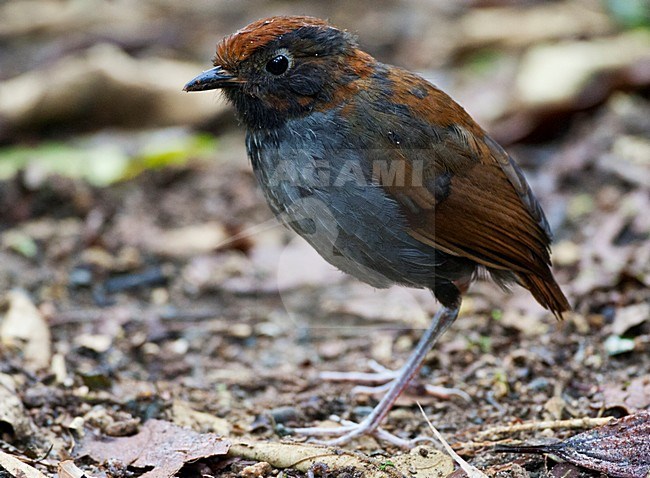 Tweekleurige Mierpitta, Bicolored Antpitta, Grallaria rufocinerea stock-image by Agami/Marc Guyt,
