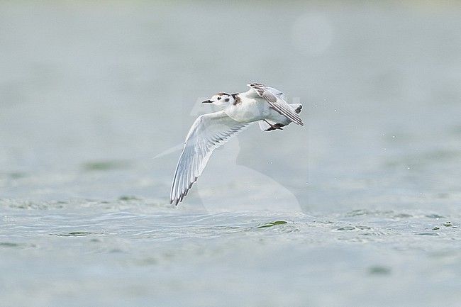  stock-image by Agami/Menno van Duijn,