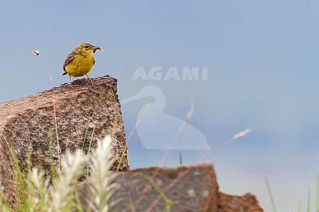 Yellow-breasted Pipit, Anthus chloris, perched with food in its beak. Near its nest. stock-image by Agami/Dubi Shapiro,